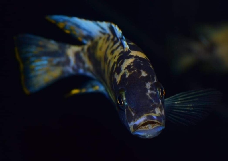 Maylandia zebra 'Chizumulu Island'